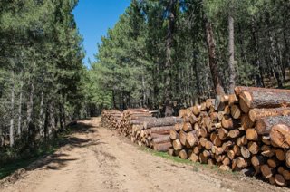 Environmentally Friendly Wood Pallets and Crates